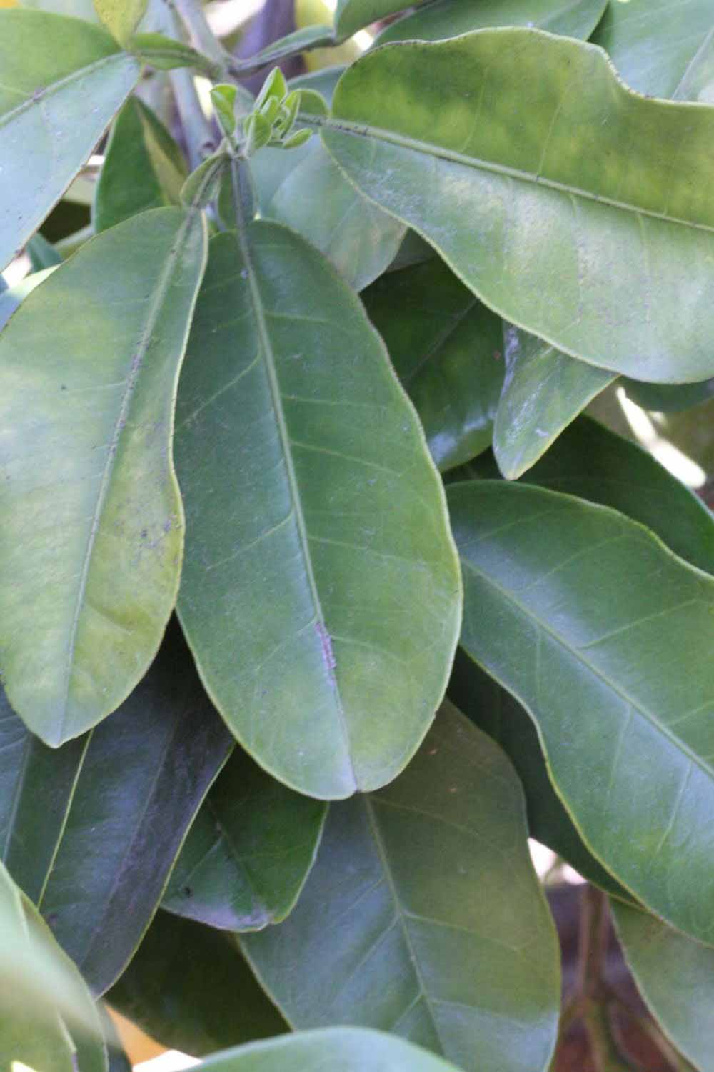              Shade leaves (Riverside, CA)       